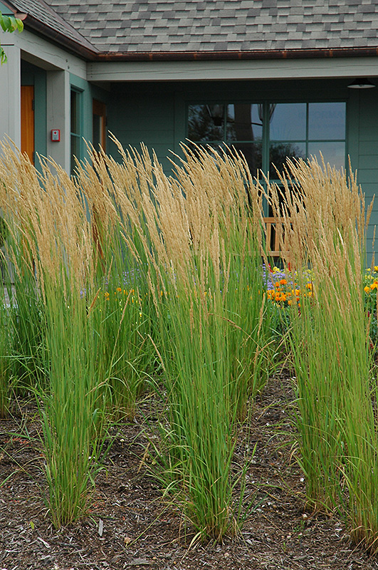 Karl Foerster Reed Grass (Calamagrostis x acutiflora 'Karl Foerster') at Platt Hill Nursery