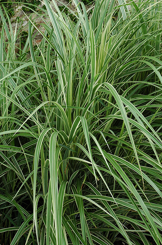 Variegated Silver Grass (Miscanthus sinensis 'Variegatus') at Platt Hill Nursery