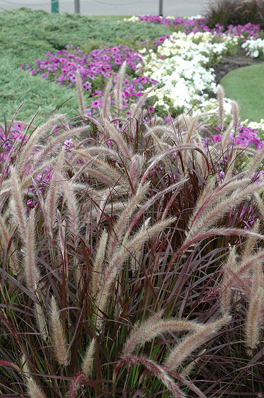 Purple Fountain Grass (Pennisetum setaceum 'Rubrum') at Platt Hill Nursery