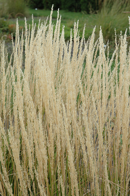 Karl Foerster Reed Grass (Calamagrostis x acutiflora 'Karl Foerster') at Platt Hill Nursery