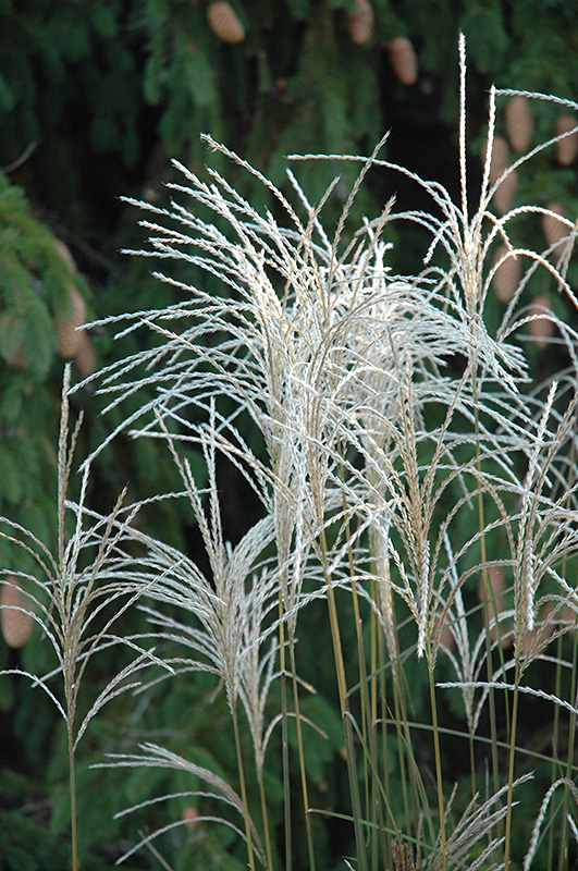 Graziella Maiden Grass (Miscanthus sinensis 'Graziella') at Platt Hill Nursery