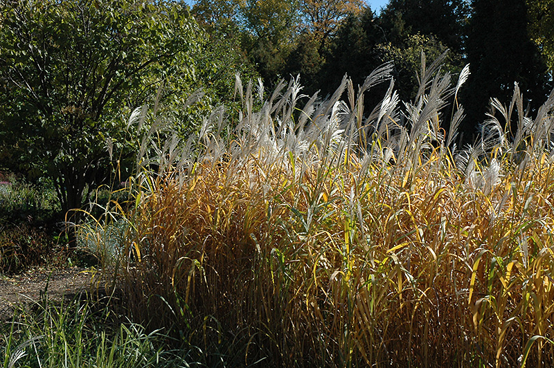 Maiden Grass (Miscanthus sinensis) at Platt Hill Nursery