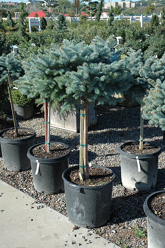 Globe Blue Spruce (tree form) (Picea pungens 'Globosa (tree form)') at Platt Hill Nursery