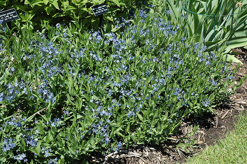 Blue Ice Star Flower Amsonia Tabernaemontana In Blue Ice Star Flower Amsonia Tabernaemontana At Platt Hill Nursery