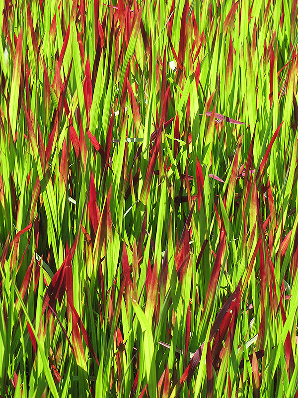 Red Baron Japanese Blood Grass (Imperata cylindrica 'Red Baron') at Platt Hill Nursery