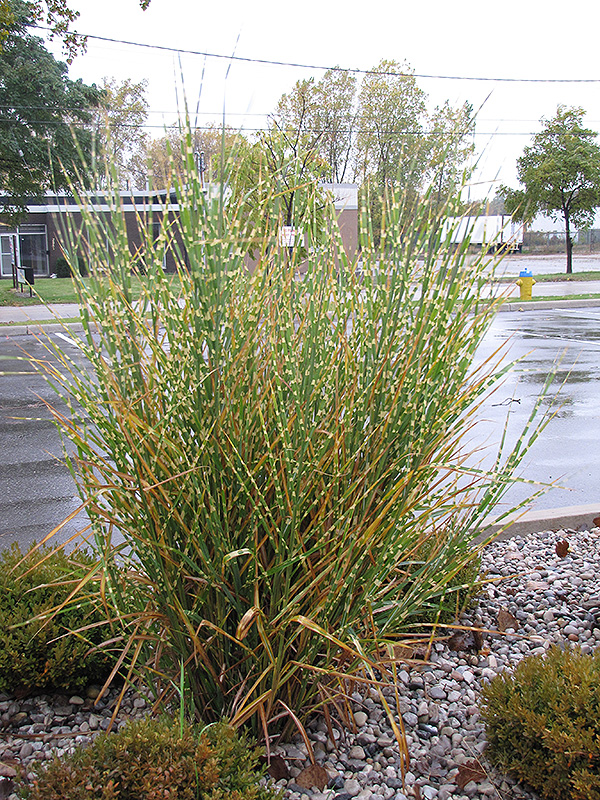 Porcupine Grass (Miscanthus sinensis 'Strictus') at Platt Hill Nursery