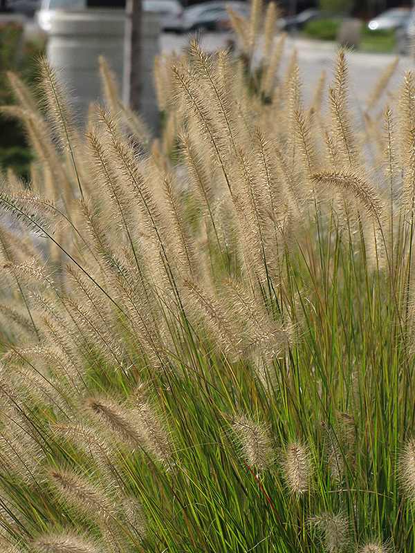 Hameln Dwarf Fountain Grass (Pennisetum alopecuroides 'Hameln') at Platt Hill Nursery