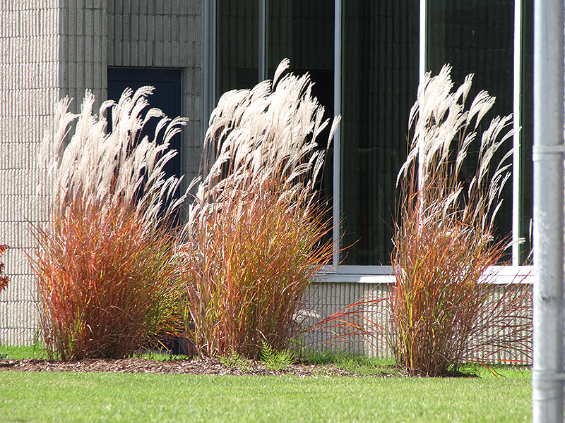 Flame Grass (Miscanthus sinensis 'Purpurascens') at Platt Hill Nursery