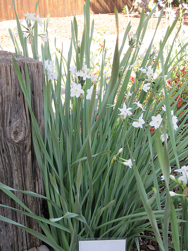 Paperwhites (Narcissus papyraceus) at Platt Hill Nursery