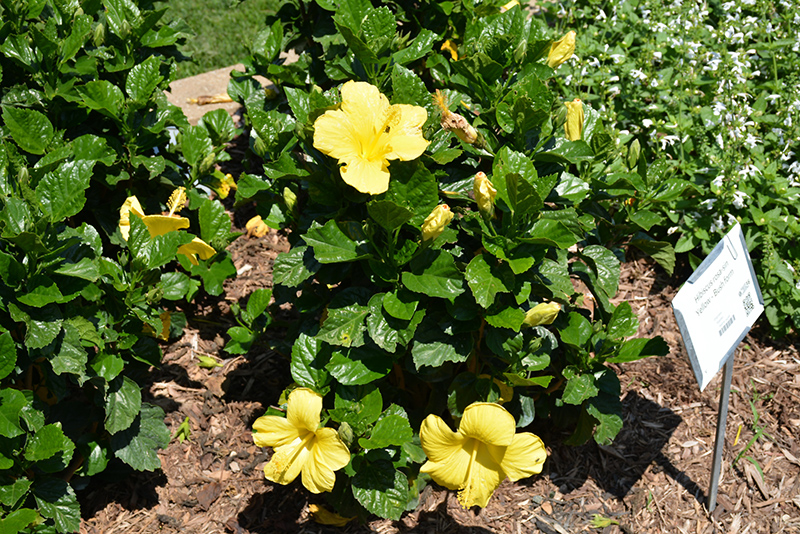 thumbnail image 2 of Yellow Hibiscus Bush Dwarf - Tropical Plant 10-12 Inch Height In 1 Gallon Pot 2 of 4