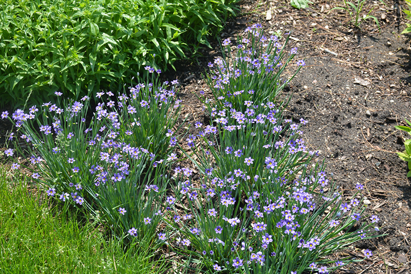Lucerne Blue-Eyed Grass (Sisyrinchium angustifolium 'Lucerne') at Platt Hill Nursery