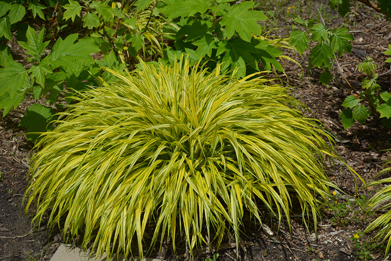 Golden Variegated Hakone Grass (Hakonechloa macra 'Aureola') at Platt Hill Nursery