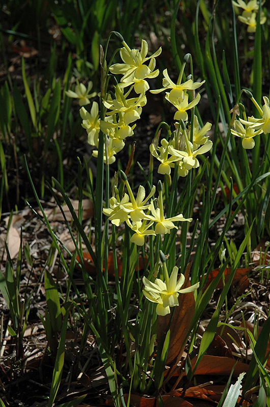 Tete a Tete Daffodil (Narcissus 'Tete a Tete') at Platt Hill Nursery