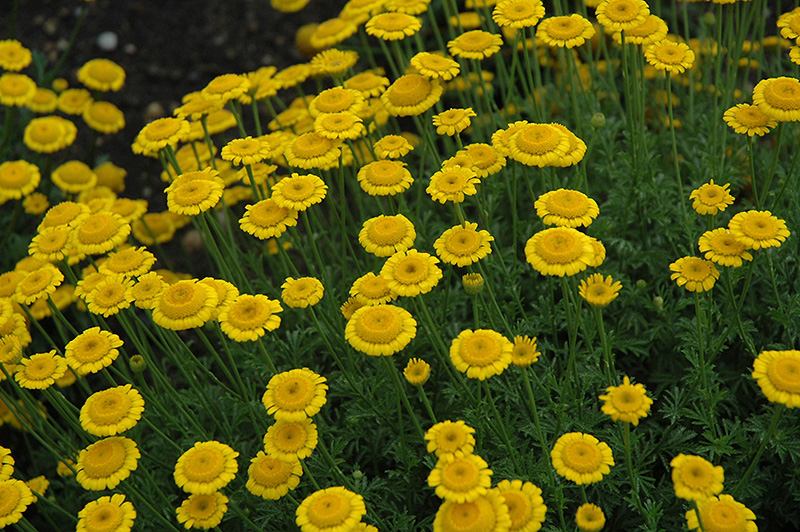 Charme Marguerite Daisy Anthemis Tinctoria In Charme Marguerite Daisy Anthemis Tinctoria At Platt Hill Nursery
