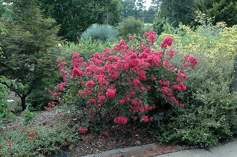 Red Filli Emyrtle Lagerstroemia Indica In Red Filli Emyrtle Lagerstroemia Indica At Platt Hill Nursery