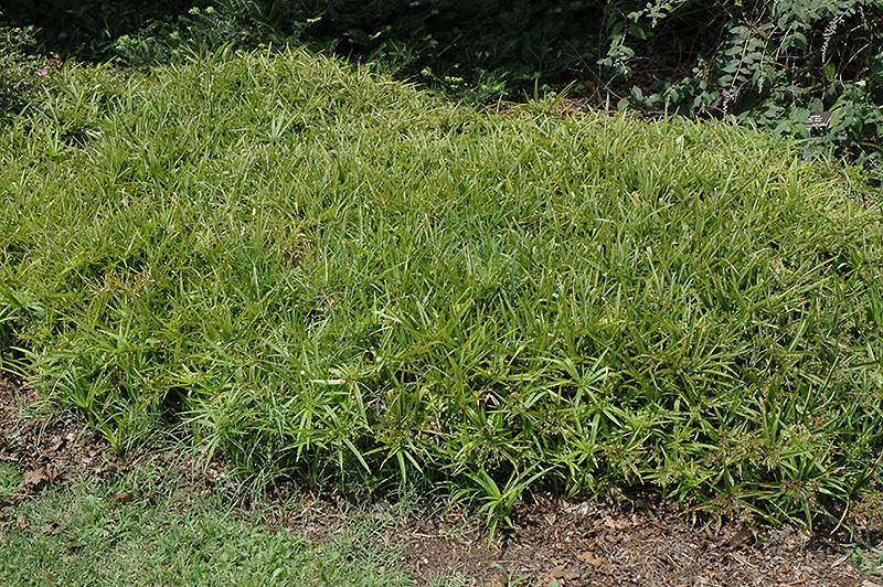 Dwarf Umbrella Plant (Cyperus albostriatus 'Nanus') at Platt Hill Nursery