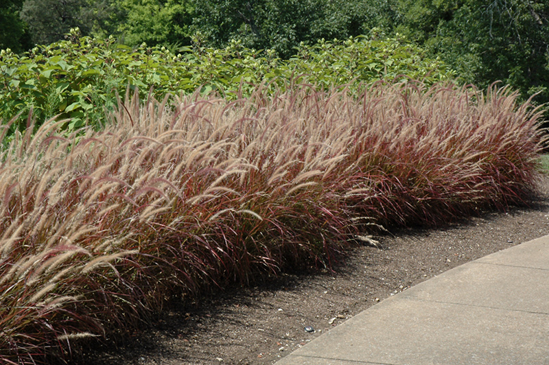 Purple Fountain Grass (Pennisetum setaceum 'Rubrum') at Platt Hill Nursery
