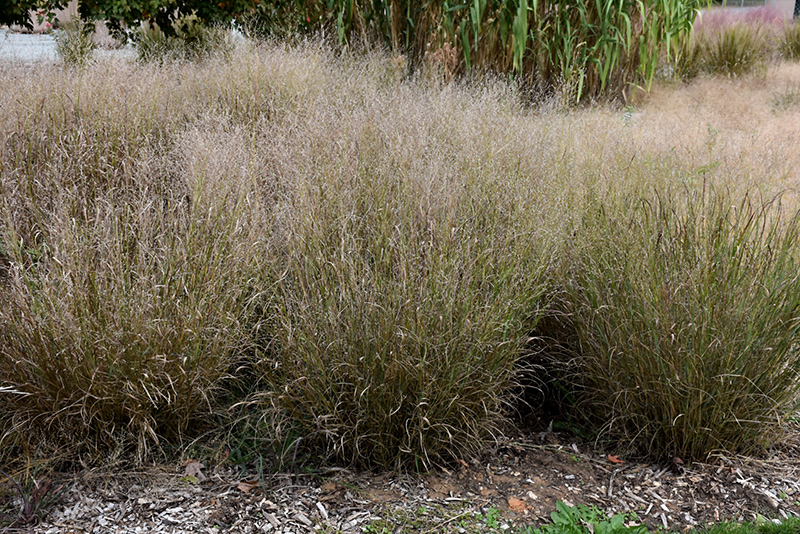 Shenandoah Reed Switch Grass (Panicum virgatum 'Shenandoah') at Platt Hill Nursery