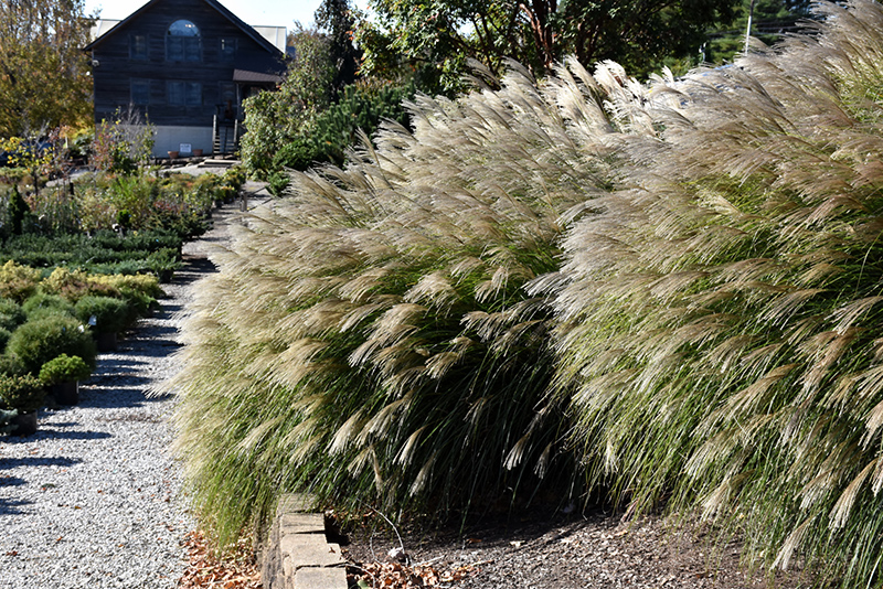 Gracillimus Maiden Grass (Miscanthus sinensis 'Gracillimus') at Platt Hill Nursery