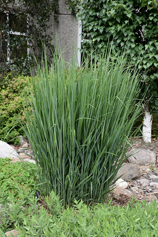 Northwind Switch Grass (Panicum virgatum 'Northwind') at Platt Hill Nursery