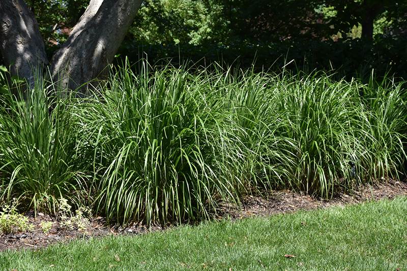 Korean Reed Grass (Calamagrostis brachytricha) at Platt Hill Nursery