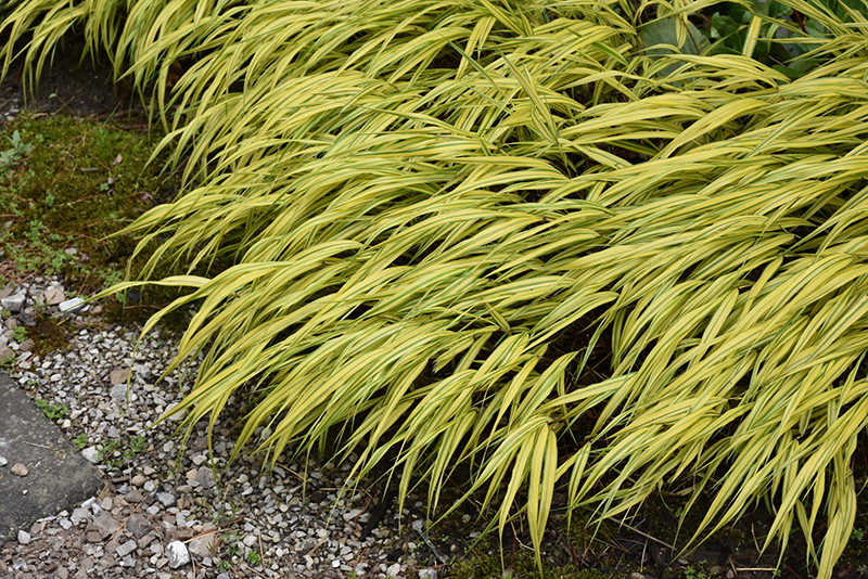 Golden Variegated Hakone Grass (Hakonechloa macra 'Aureola') at Platt Hill Nursery