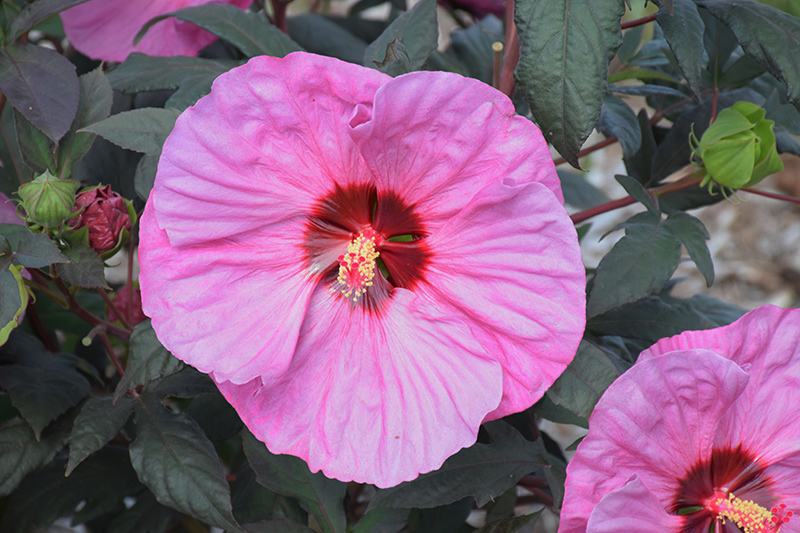 Summerific Berry Awesome Hibiscus (Hibiscus 'Berry Awesome') at Platt Hill Nursery