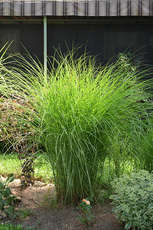 Gracillimus Maiden Grass (Miscanthus sinensis 'Gracillimus') at Platt Hill Nursery