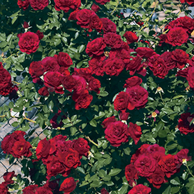 Plant Photo 8