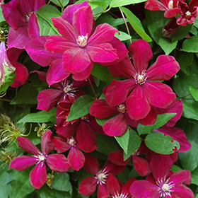 Plant Photo 3