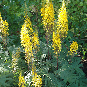 Plant Photo 9