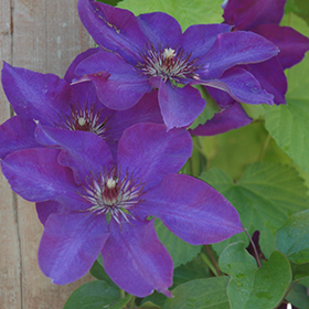 Plant Photo 4