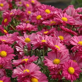 Plant Photo 3