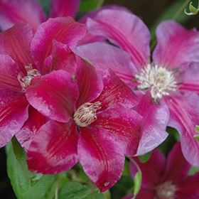 Plant Photo 6