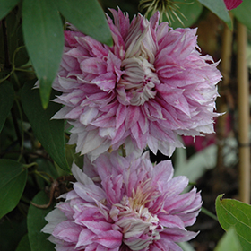 Plant Photo 5