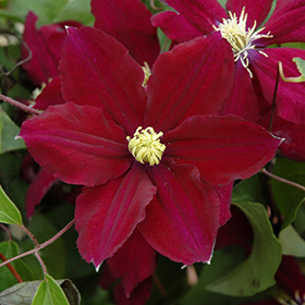 Plant Photo 2