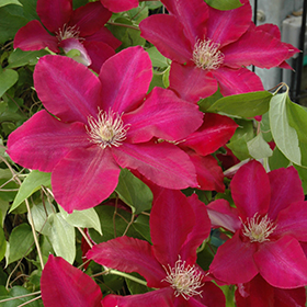 Plant Photo 10