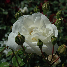 Plant Photo 9