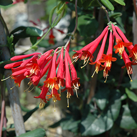 Plant Photo 1