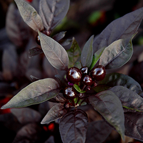 Plant Photo 10
