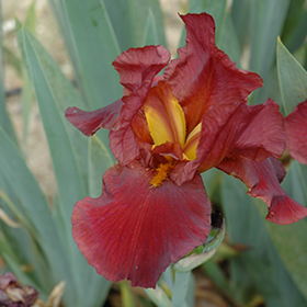 Plant Photo 6
