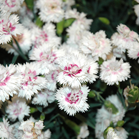Plant Photo 3