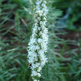 Plant Photo 1