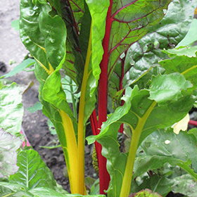 Plant Photo 1