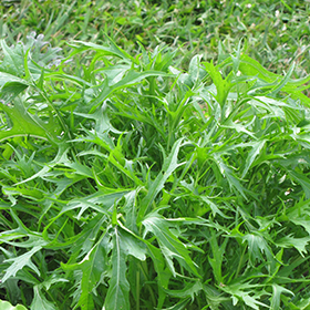 Plant Photo 7