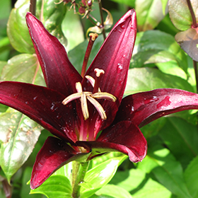 Plant Photo 3