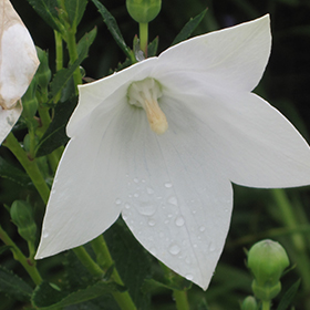 Plant Photo 10
