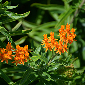 Plant Photo 4