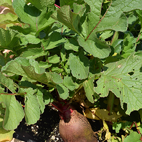 Plant Photo 3