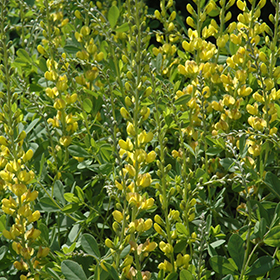 Plant Photo 9